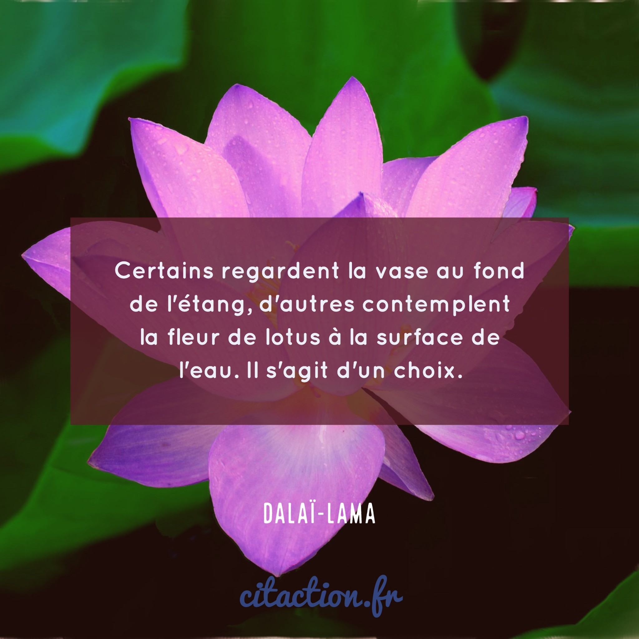 Certains Regardent La Vase Au Fond De L Etang D Autres Contemplent La Fleur De Lotus A La Surface De L Eau Il S Agit D Un Choix